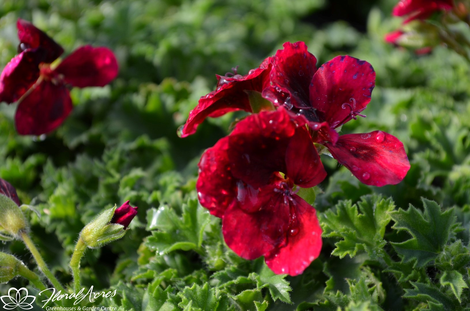 GERANIUM (Martha Washington) REGAL Candy Flowers Dark Red Floral Acres